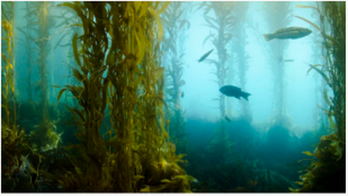 Kelp Biobrændstof kan snart drive vores biler og fly